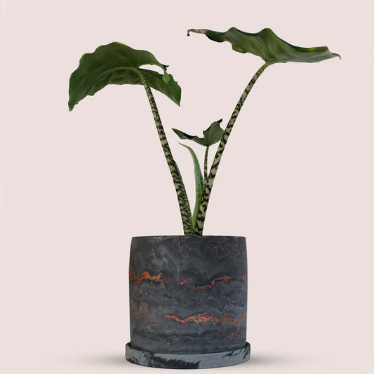 Black Marbled Planter Pot with Saucer | Gifts for Plant Lovers